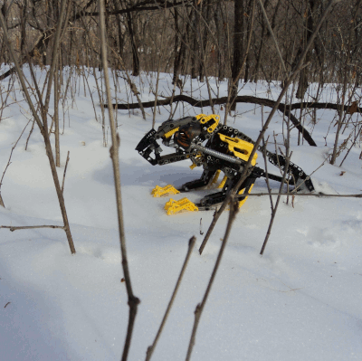 Photo of a Muaka trundling through the snowy forest.